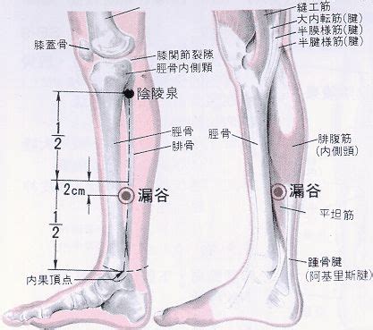 漏穴|醫砭 » 經穴庫 » 漏谷